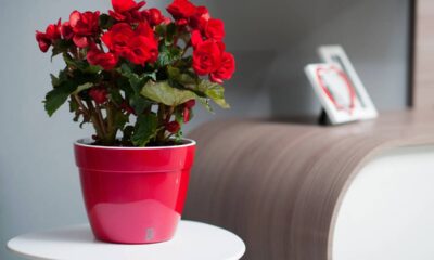 A flor que traz cor, vida e um toque de felicidade pra sua casa