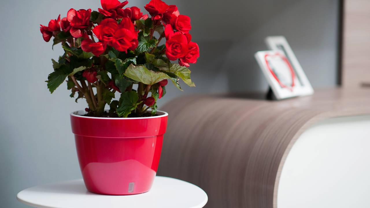 A flor que traz cor, vida e um toque de felicidade pra sua casa