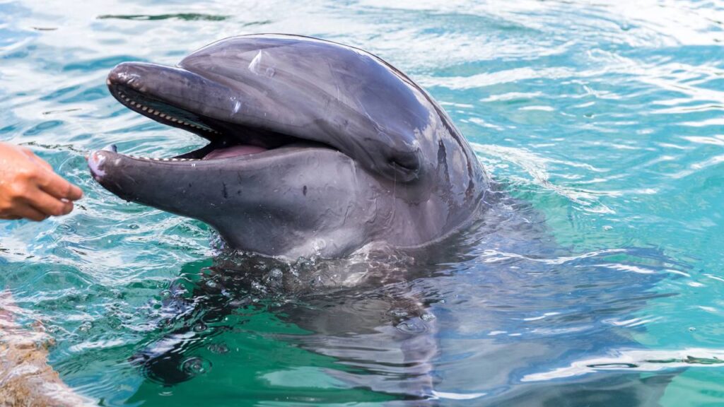 Qual é o feminino de "boto-cor-de-rosa"?