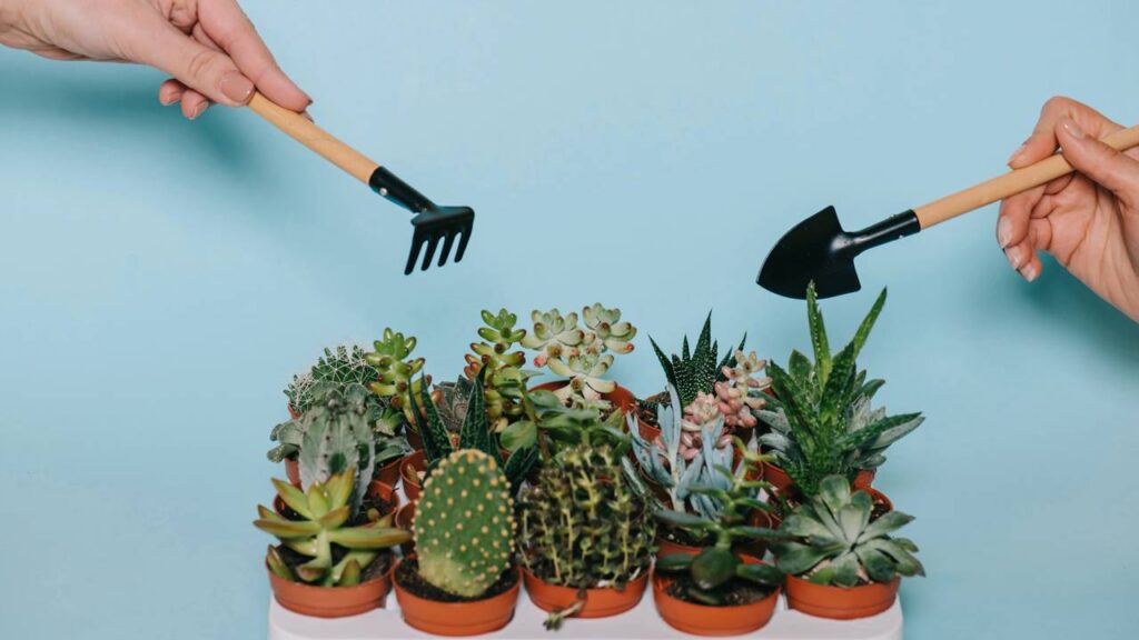 Como combinar plantas e flores para criar harmonia visual nos ambientes