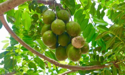 Com poucos cuidados, o cajá pode dar vida e sabor ao seu quintal