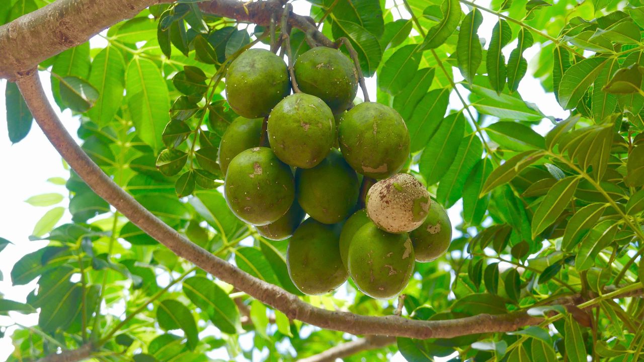 Com poucos cuidados, o cajá pode dar vida e sabor ao seu quintal