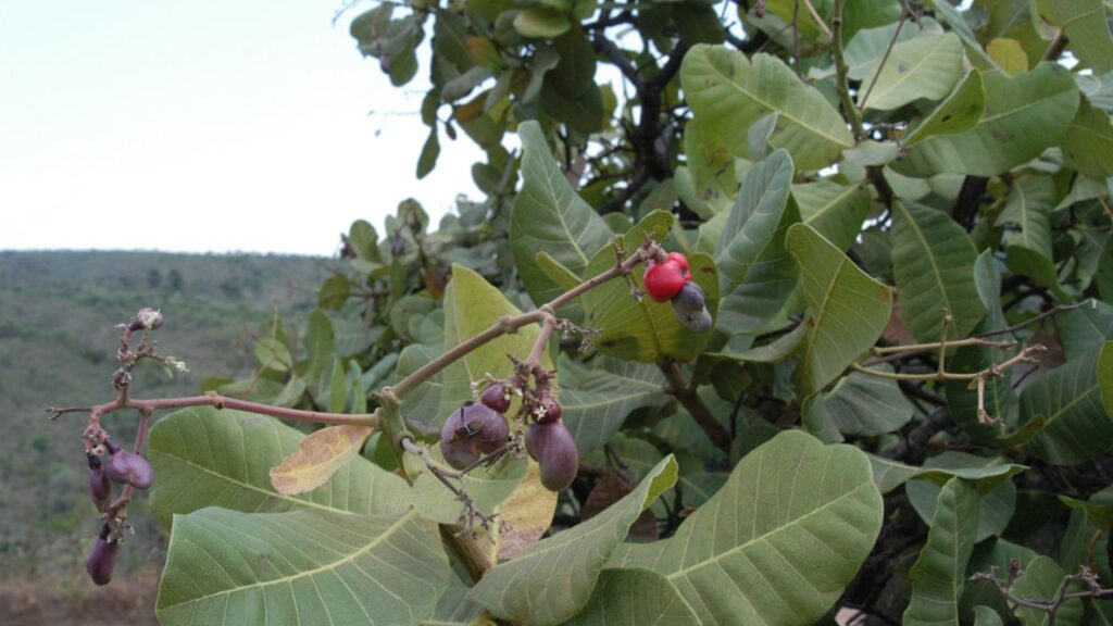 Cultivar cajuzinho silvestre em casa é uma alternativa prática para quem deseja saborear esta fruta fresca no dia a dia