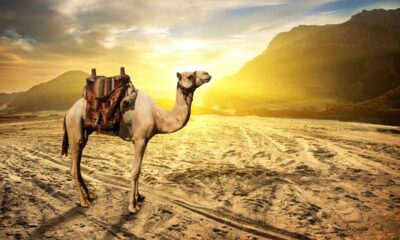 Você sabe qual o coletivo de camelo?