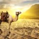 Você sabe qual o coletivo de camelo?