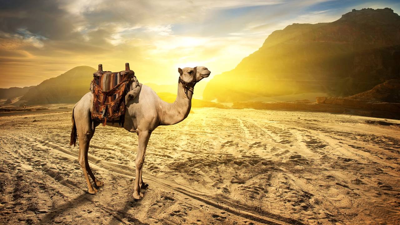 Você sabe qual o coletivo de camelo?