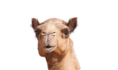 Qual é o coletivo de camelo? A resposta é mais curiosa do que parece