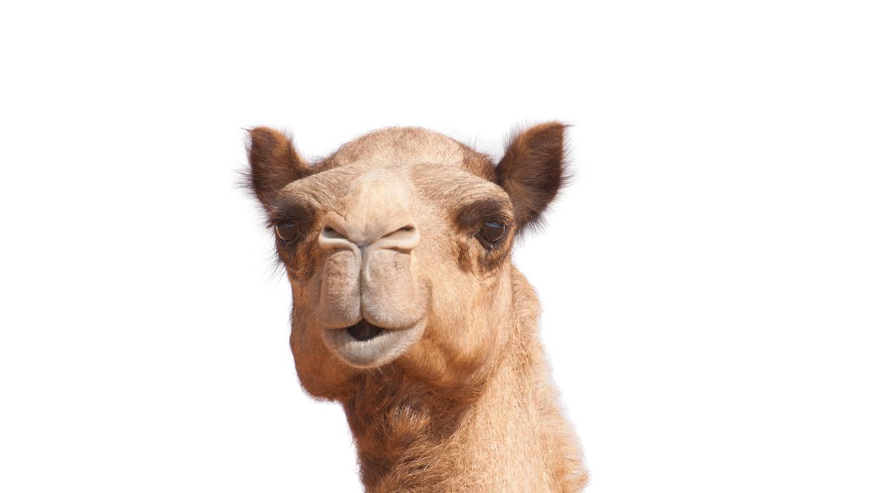 Qual é o coletivo de camelo? A resposta é mais curiosa do que parece