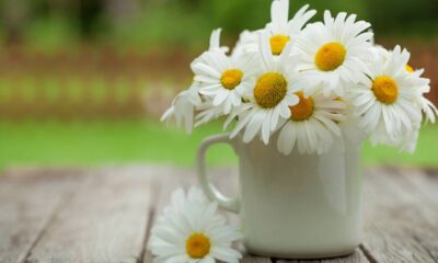 Essa planta aromática melhora o sono e traz calma para o ambiente