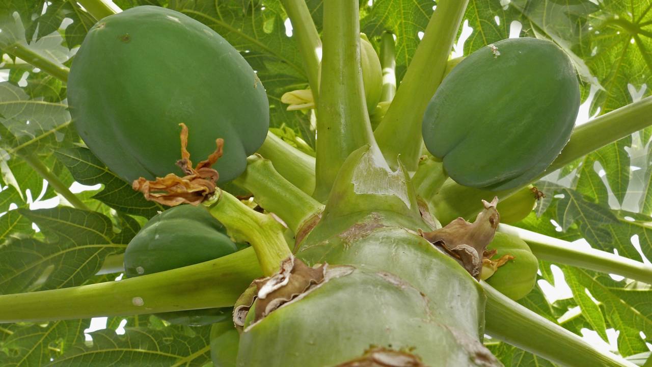 Um cuidado discreto que faz o pé de mamão produzir o ano inteiro