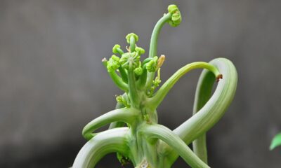 Sua árvore de mamão está fraca? Esse detalhe pode ser a causa