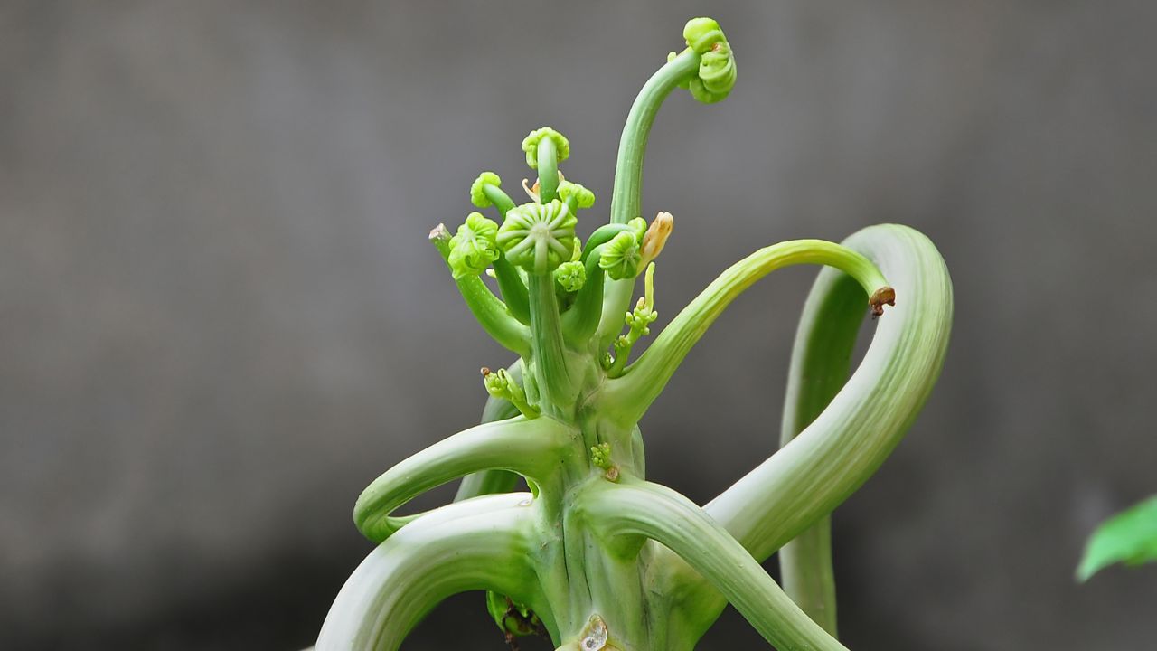 Sua árvore de mamão está fraca? Esse detalhe pode ser a causa
