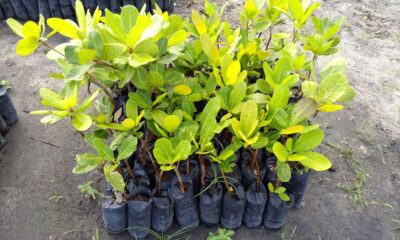 Como plantar caju em casa e garantir frutos saudáveis o ano inteiro