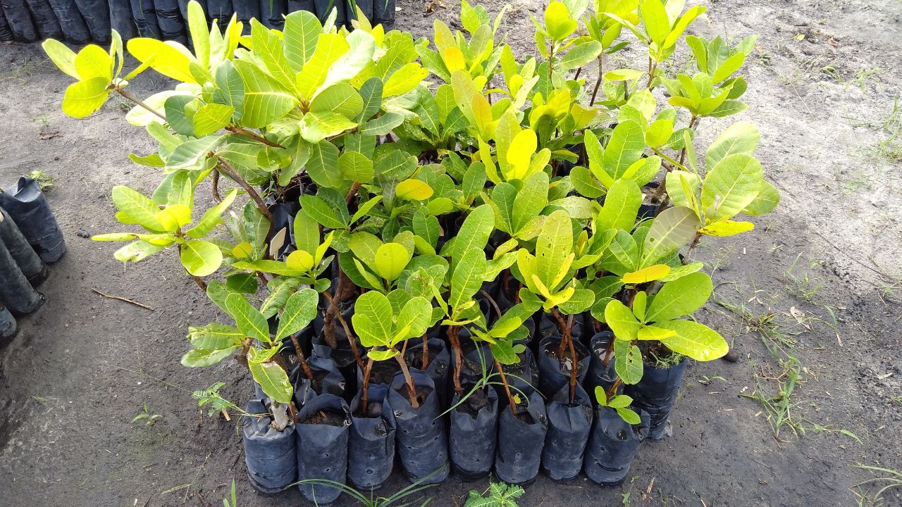 Como plantar caju em casa e garantir frutos saudáveis o ano inteiro