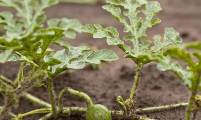 O jeito certo de cuidar da terra pra colher melancia suculenta em casa