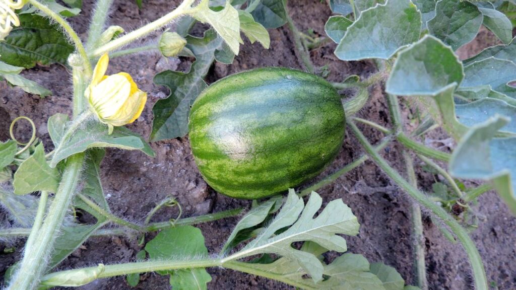 O jeito certo de cuidar da terra pra colher melancia suculenta em casa