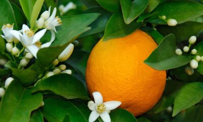 Plantar laranja-pera em casa é mais fácil do que parece e rende muito