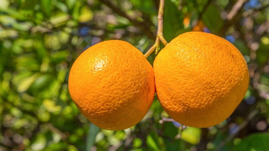 Plantar laranja-pera em casa é mais fácil do que parece e rende muito