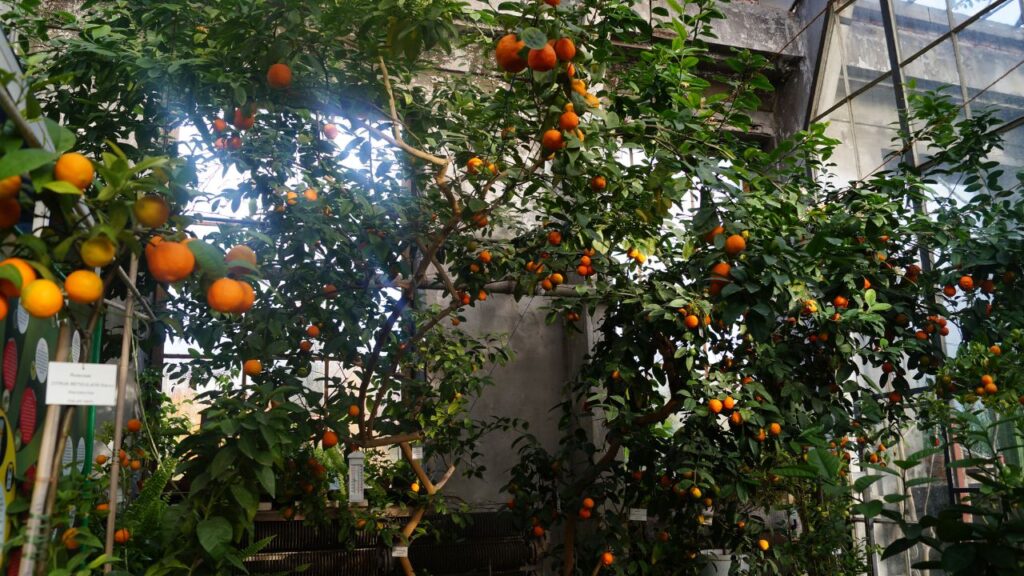 Aprender a cultivar tangerina poncã em casa pode transformar seu quintal em um verdadeiro pomar de frutas cítricas suculentas