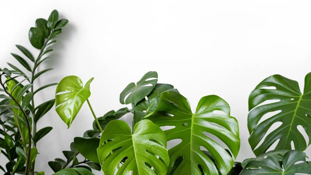 5 plantas que crescem rápido e decoram qualquer cantinho da casa