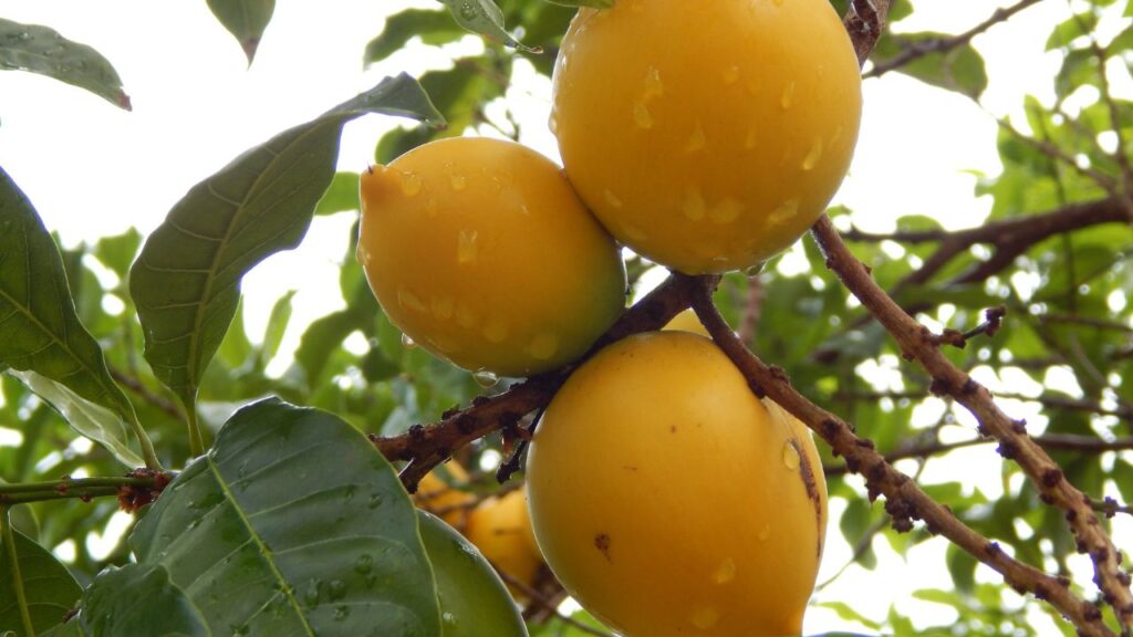 O abiu é uma fruta tropical deliciosa e muito apreciada, podendo ser cultivada em casa de maneira prática e eficiente
