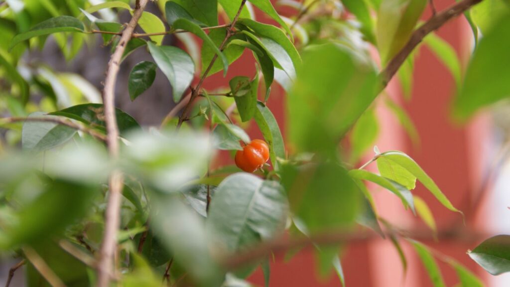 Pitanga em vaso com frutos o ano inteiro? É possível com esses cuidados