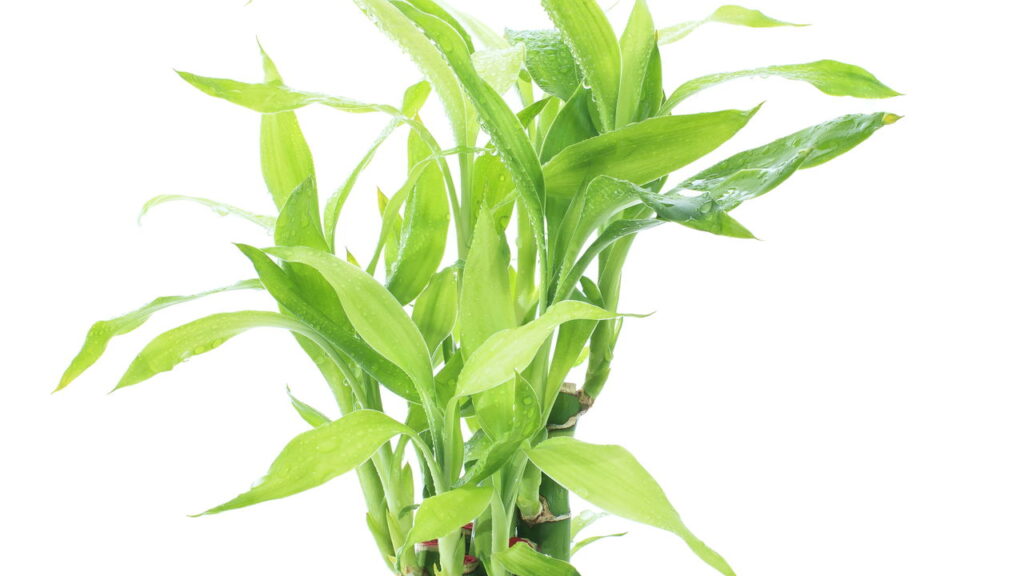 Plantas que atraem sorte segundo o Feng Shui para sua casa