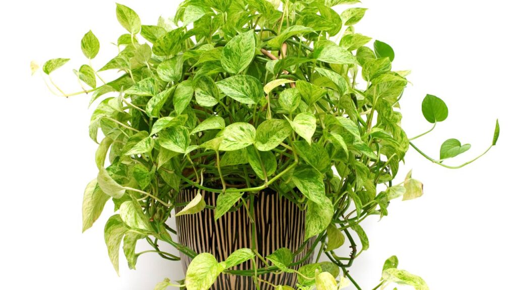Plantas que atraem boas vibrações para dentro de casa
