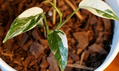 A planta queridinha do momento traz um toque tropical elegante