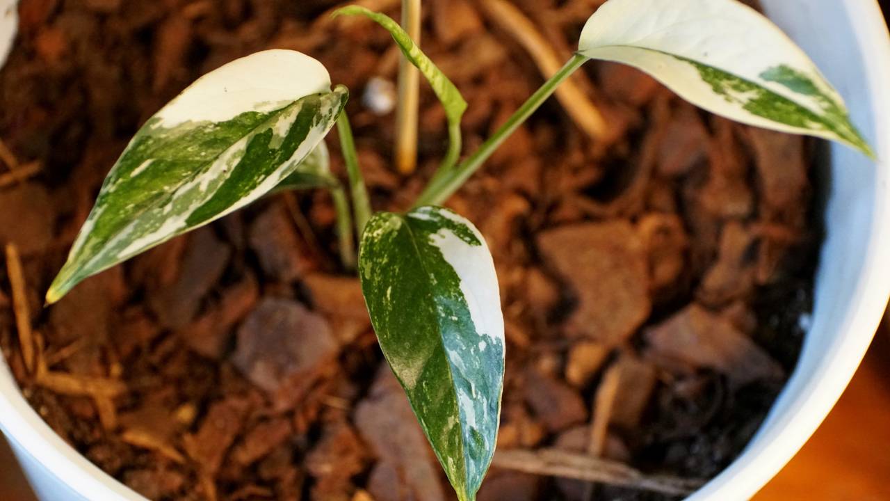 A planta queridinha do momento traz um toque tropical elegante