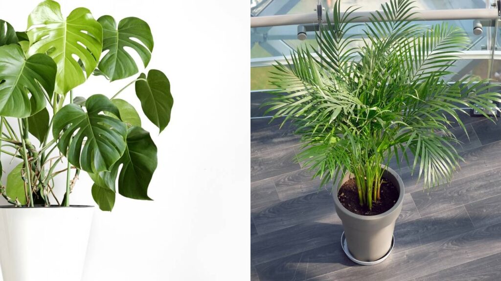 Essa folhagem virou queridinha na decoração e deixa qualquer ambiente elegante