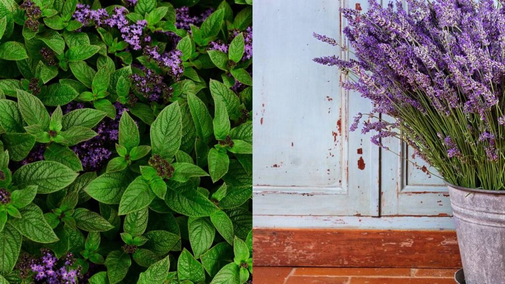Essa planta é usada na aromaterapia e decora com estilo