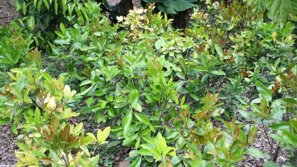 Como plantar grumixama e manter o pomar produtivo o ano inteiro