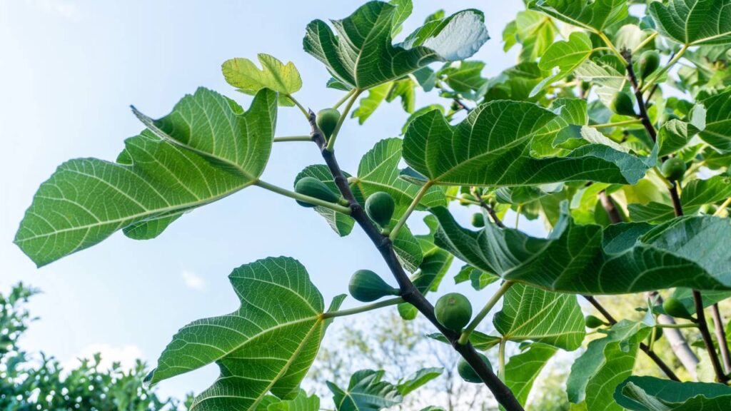 A figueira é conhecida por sua fruta distinta e saborosa, mas enfrenta um fenômeno que pode frustrar muitos cultivadores: a perda prematura de frutos ainda verdes