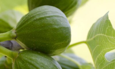 A figueira é conhecida por sua fruta distinta e saborosa, mas enfrenta um fenômeno que pode frustrar muitos cultivadores: a perda prematura de frutos ainda verdes