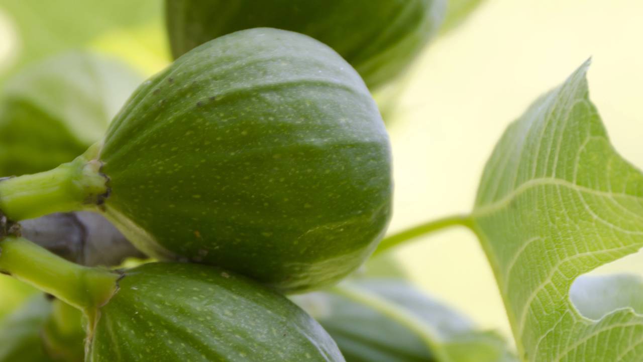 A figueira é conhecida por sua fruta distinta e saborosa, mas enfrenta um fenômeno que pode frustrar muitos cultivadores: a perda prematura de frutos ainda verdes