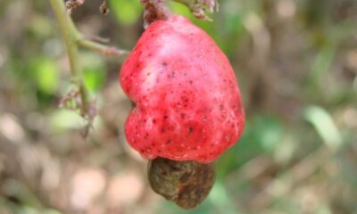 Cultivar cajuzinho silvestre em casa é uma alternativa prática para quem deseja saborear esta fruta fresca no dia a dia