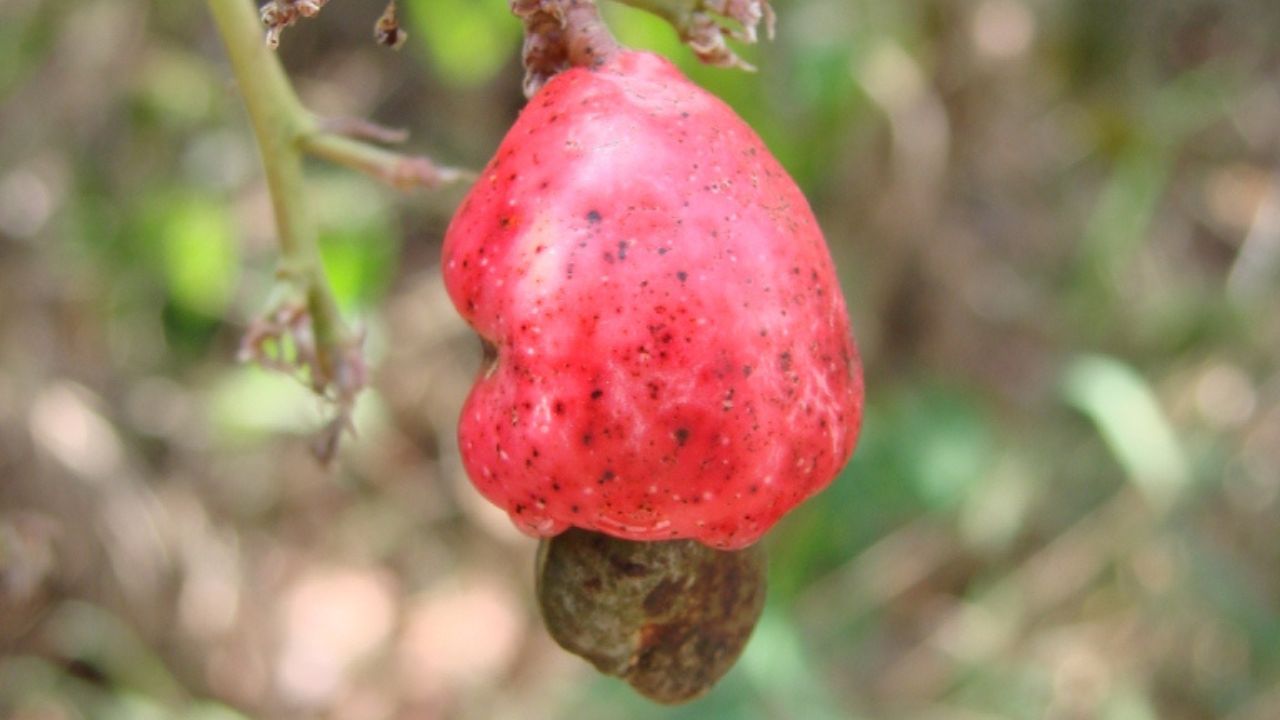 Cultivar cajuzinho silvestre em casa é uma alternativa prática para quem deseja saborear esta fruta fresca no dia a dia