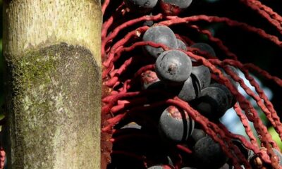 Está pensando em cultivar bacaba roxa no seu jardim? Este artigo pode ajudá-lo a colher mais rápido e desfrutar dos benefícios dessa planta tão apreciada na Amazônia