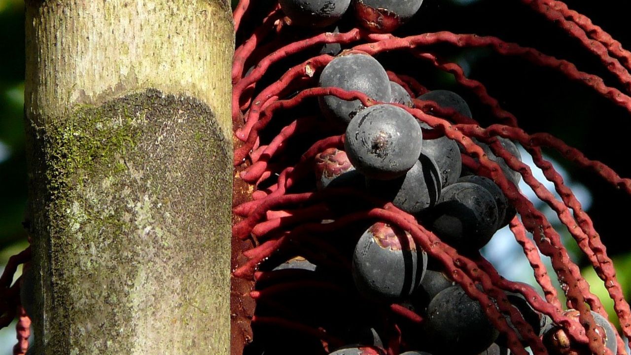 Está pensando em cultivar bacaba roxa no seu jardim? Este artigo pode ajudá-lo a colher mais rápido e desfrutar dos benefícios dessa planta tão apreciada na Amazônia