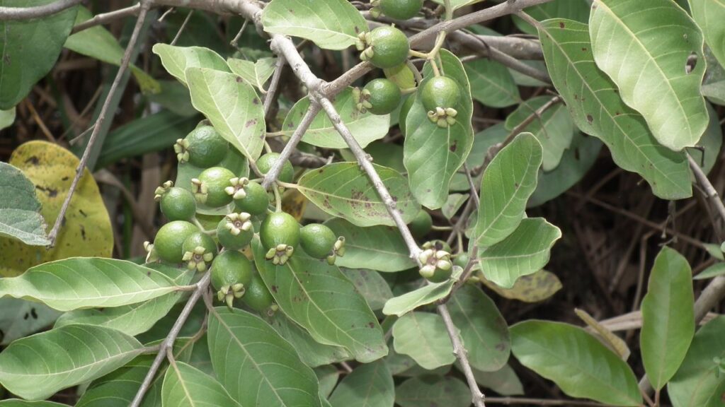 Quanto custa plantar guabiroba e colher frutas cheias de aroma e sabor