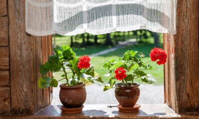 Plantas ornamentais são excelentes para quem deseja adicionar natureza e beleza ao ambiente interno, além de contribuírem para melhorar a qualidade do ar e reduzir o estresse com essas flores