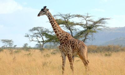 Qual é o coletivo de girafa?