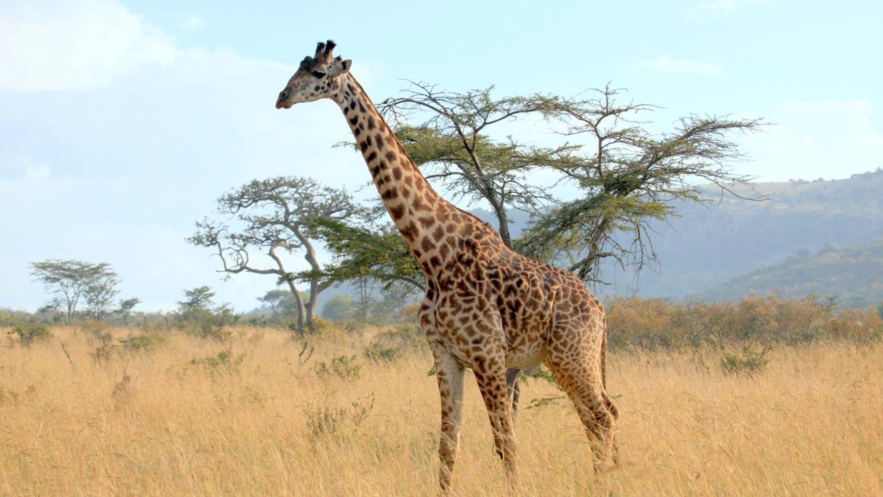 Qual é o coletivo de girafa?