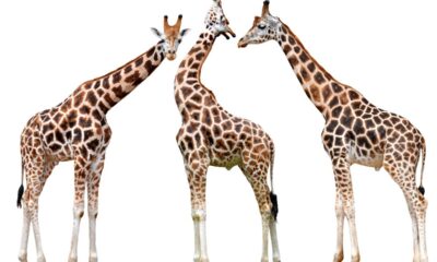 Qual é o coletivo de girafa?