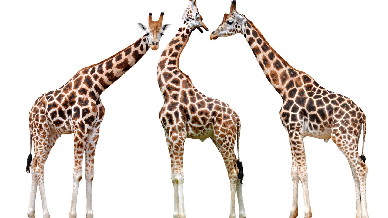 Qual é o coletivo de girafa?