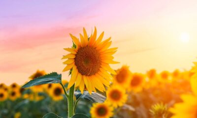 6 flores resistentes ao sol forte perfeitas para o verão brasileiro