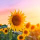 6 flores resistentes ao sol forte perfeitas para o verão brasileiro