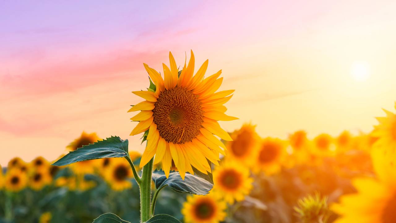 6 flores resistentes ao sol forte perfeitas para o verão brasileiro