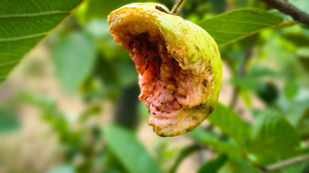 Como acabar com goiabas bichadas usando cuidados simples